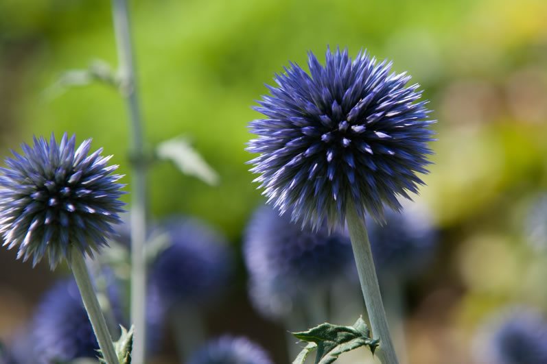 blue thistle i do still flower invitation