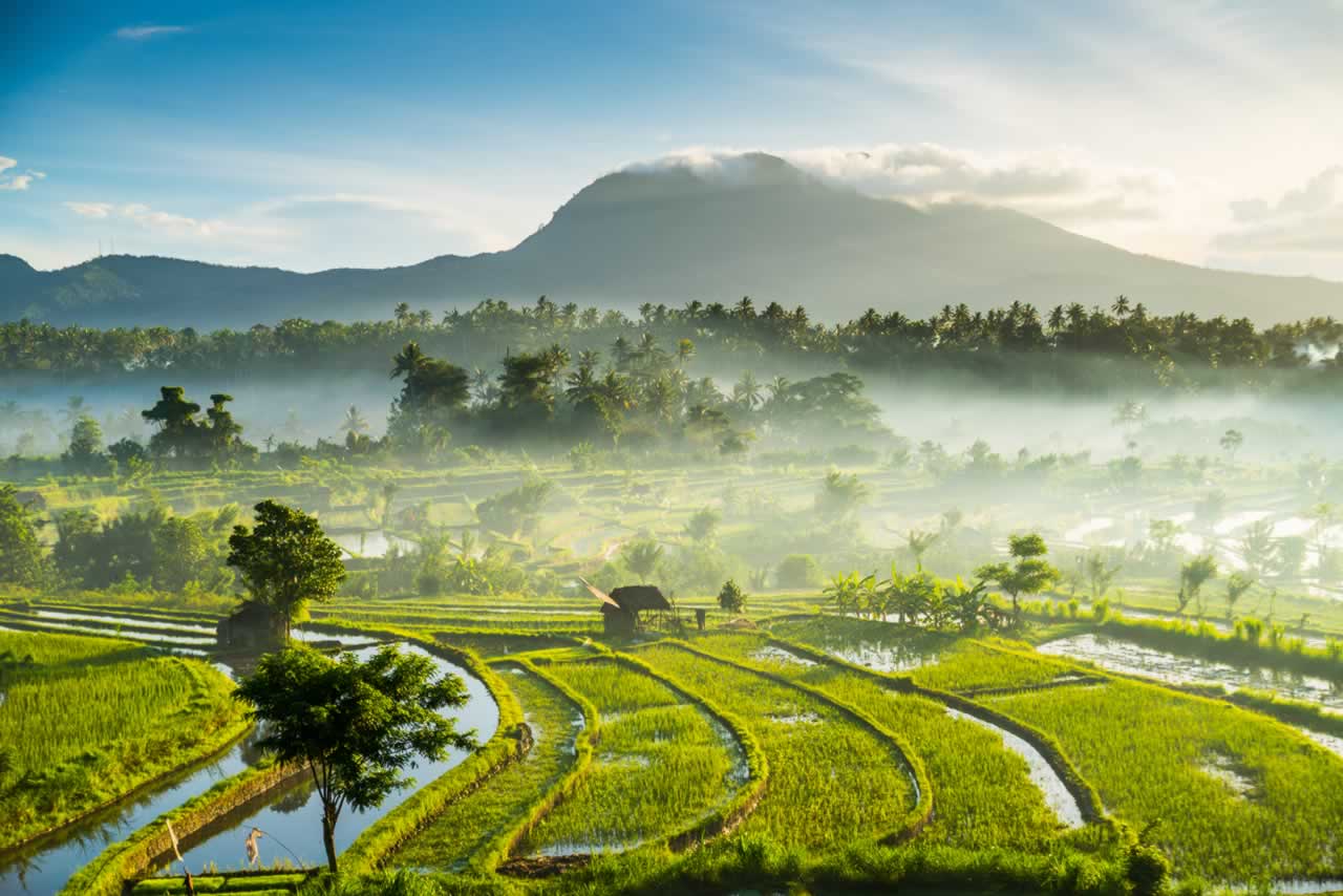 Rice Fields in Bali